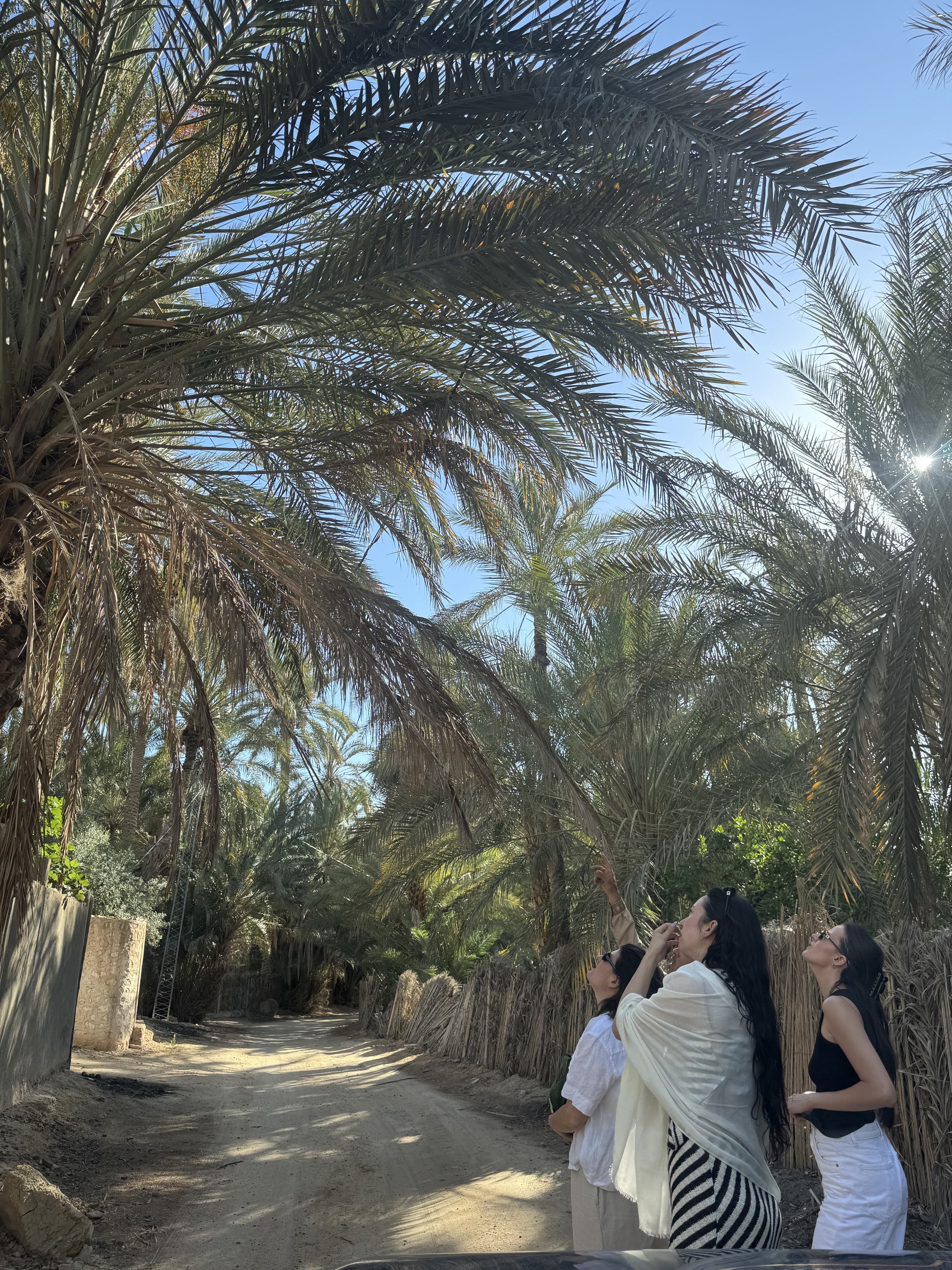 Tozeur palm grove